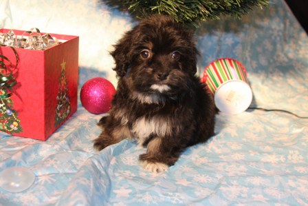 havanese-puppies